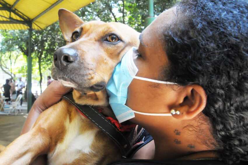 cão adotado em feira