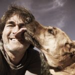 cachorro lambe tutor