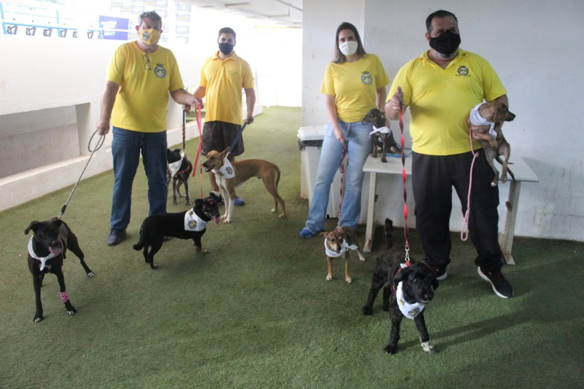 dra. ana veterinária