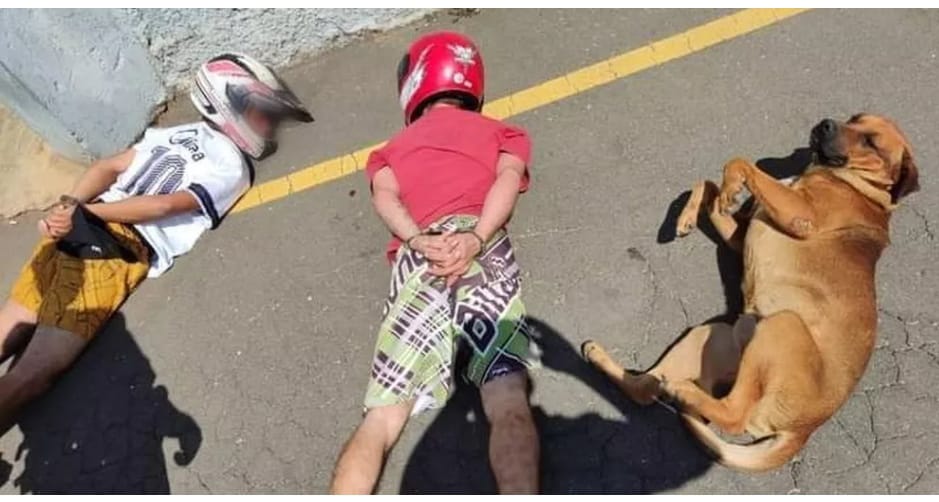 cão deitado com suspeitos