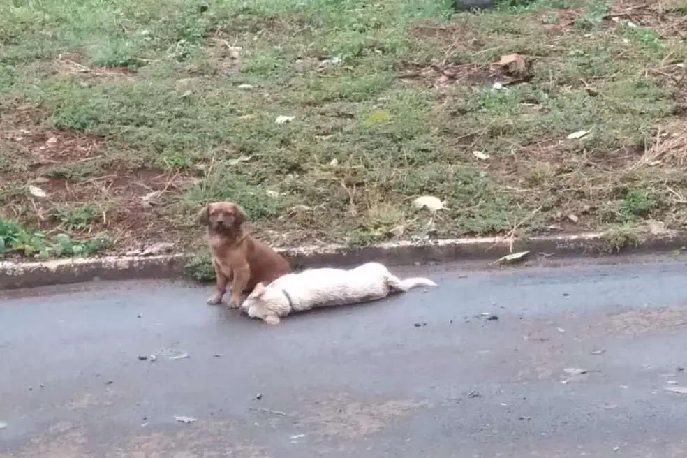cachorros
