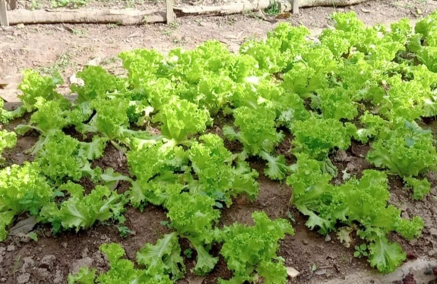 horta de ribeirão pires