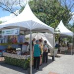festival do cambuci