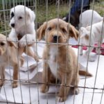 animais expostos em feira de adoção