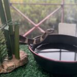 serpente capturada em residência