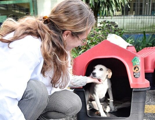 casas para animais