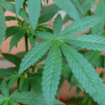 planta maconha