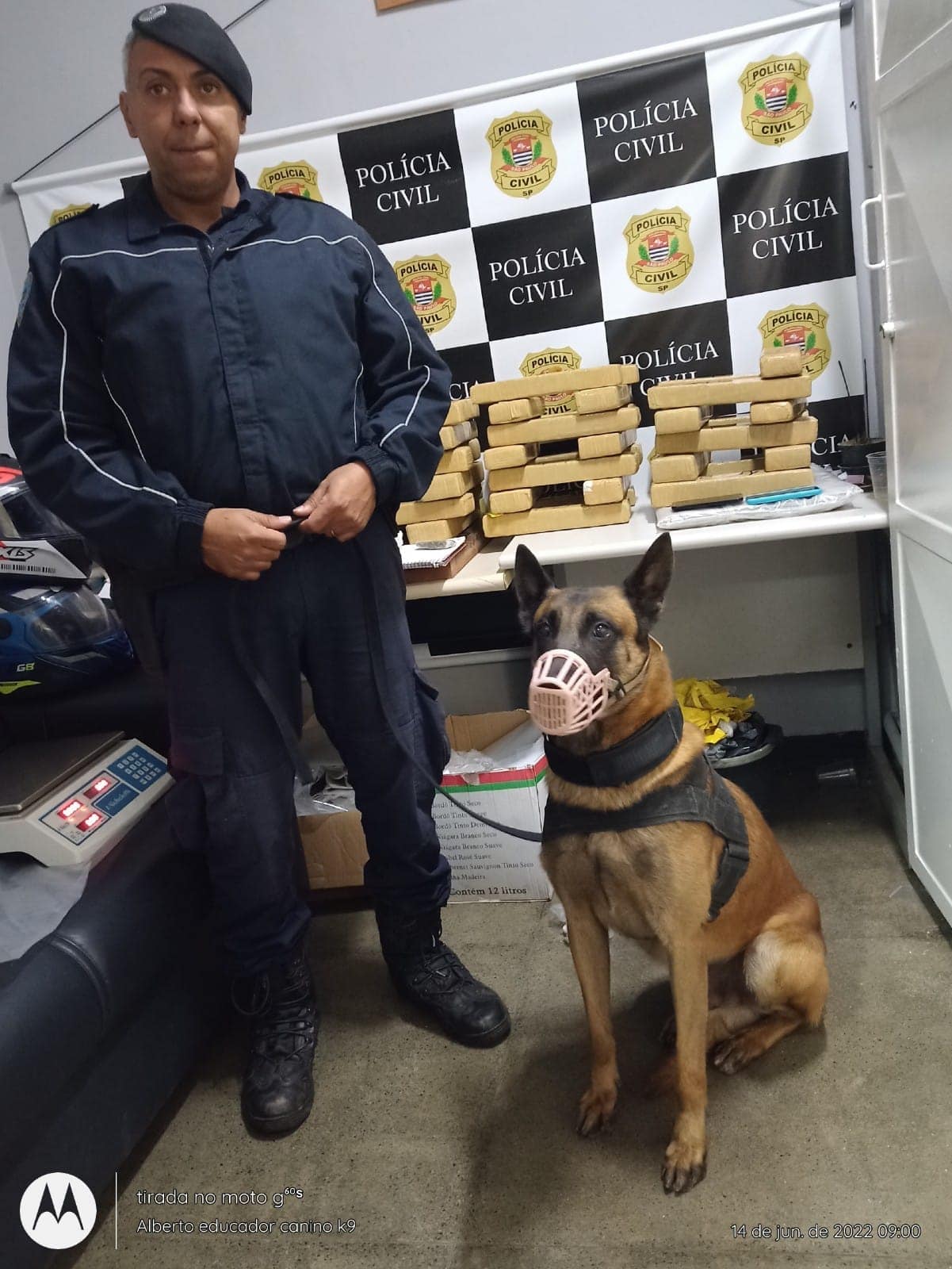 cão da GCM de São Caetano