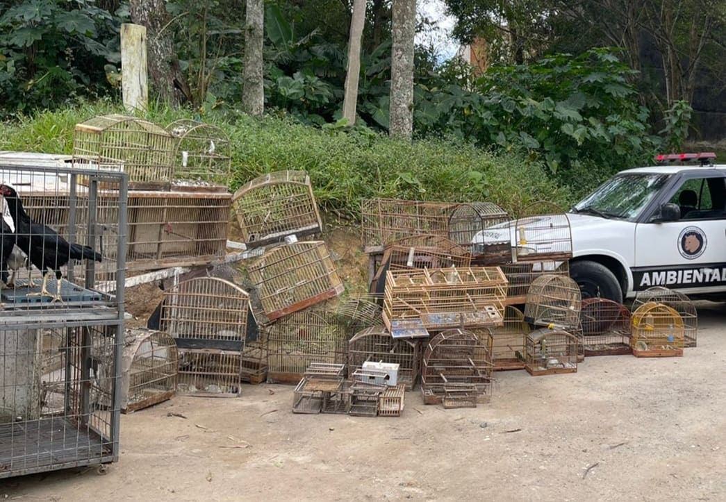gaiolas com pássaros