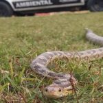 cobra capturada em Ribeirão Pires