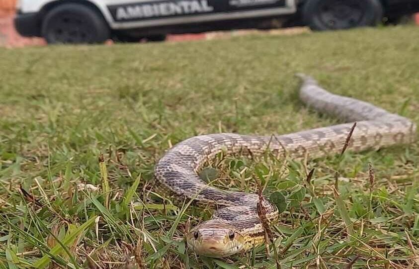 cobra capturada em Ribeirão Pires