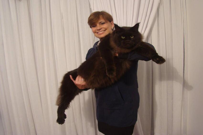 gato gigante