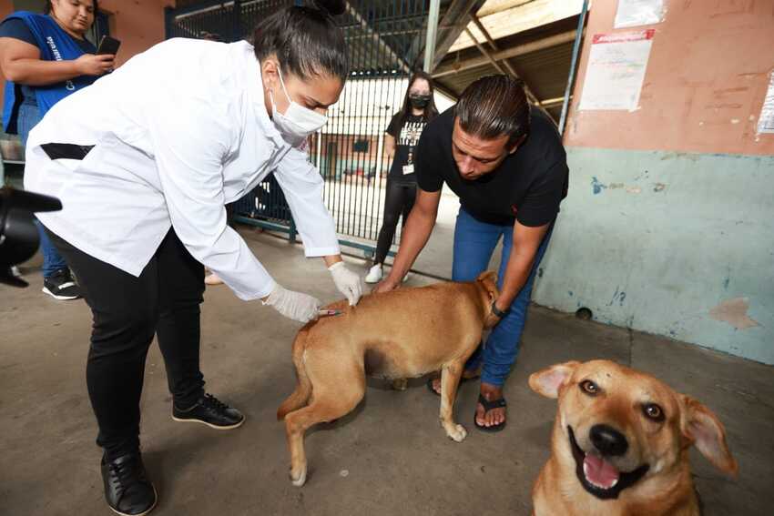 cachorro sendo vacinado