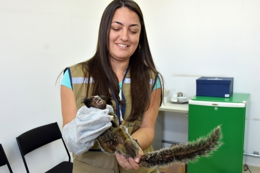 sagui na Prefeitura