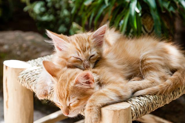 três gatinhos