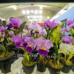 orquídeas em exposição