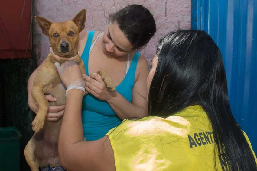 cão sendo encoleirado
