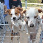 dois cachorrinhos em feira de adoção