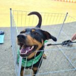 cão para adoção