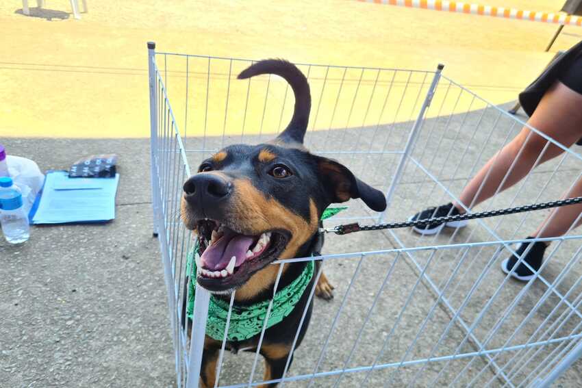 cão para adoção