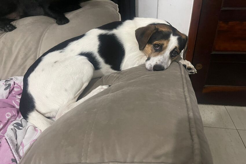 cachorra para adoção