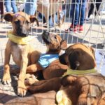 cães em Ribeirão Pires