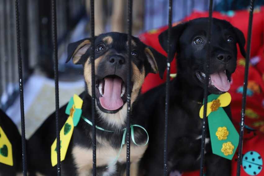 dois cachorros adotados