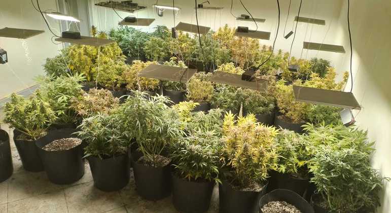 plantação de maconha em vaso
