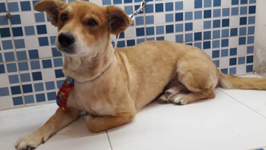 cão Bartolomeu