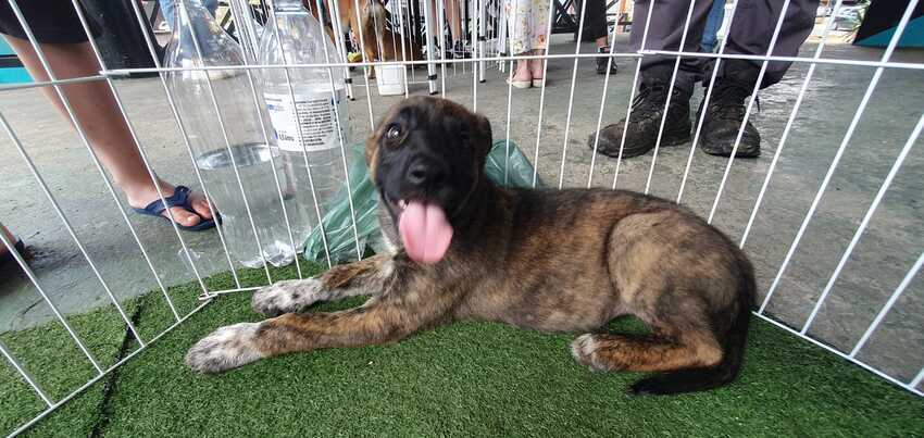 cachorrinho para adoção