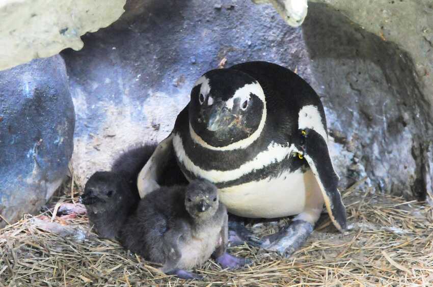 pinguins