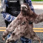 bicho preguiça resgatado