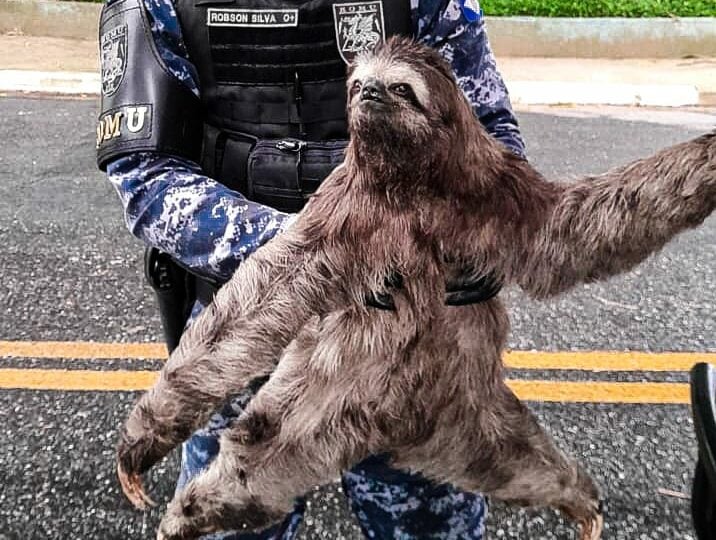 bicho preguiça resgatado