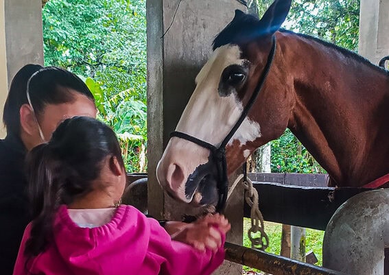 criança ao lado de cavalo