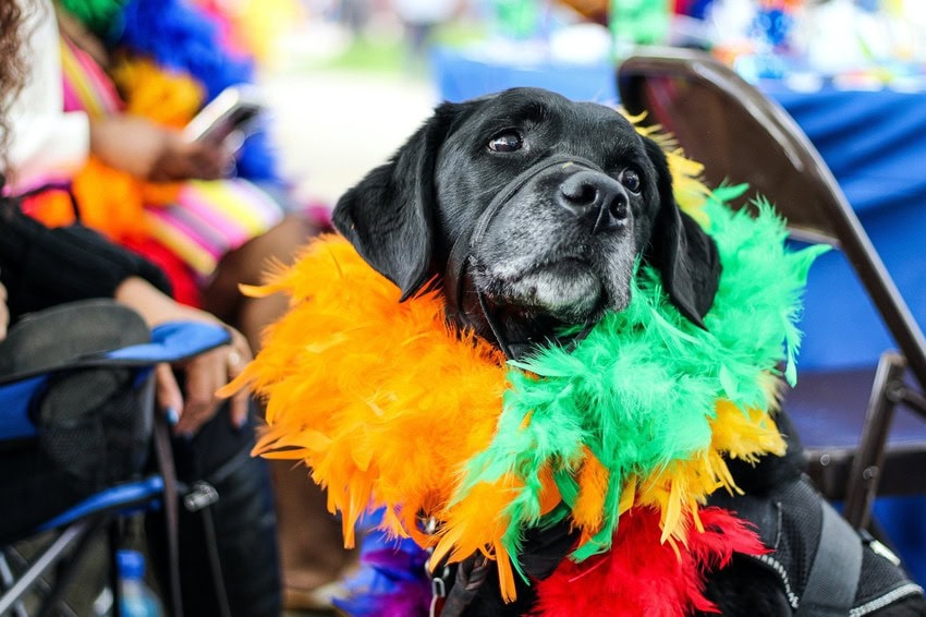 Cão com fantasia de carnaval