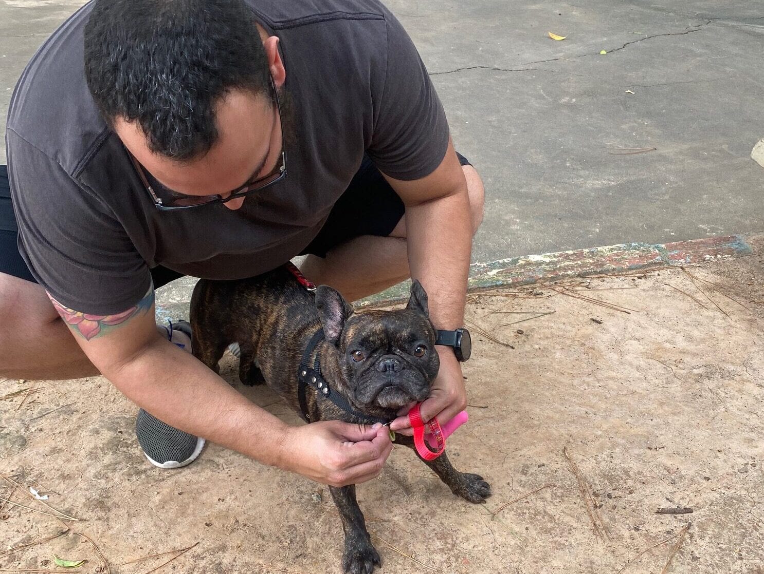 cão com medalha com QR Code