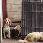 cães em canil clandestino