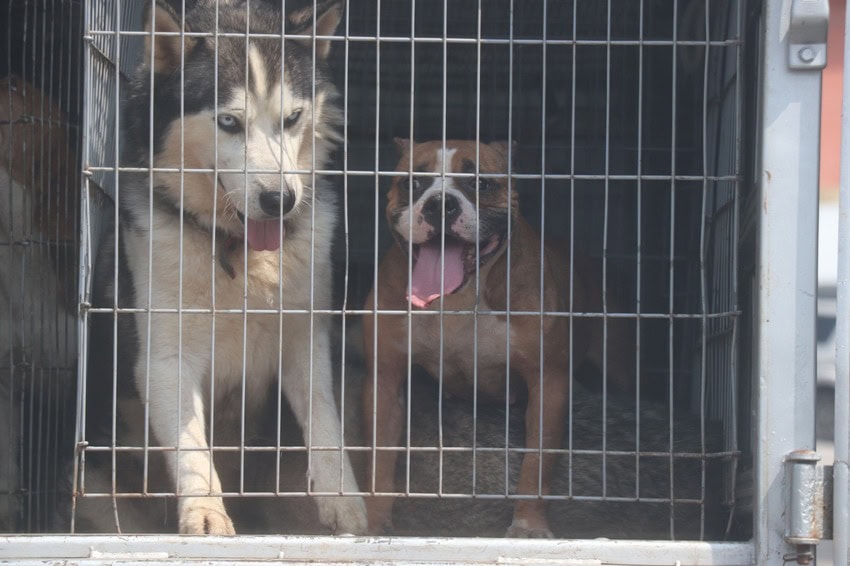 cães