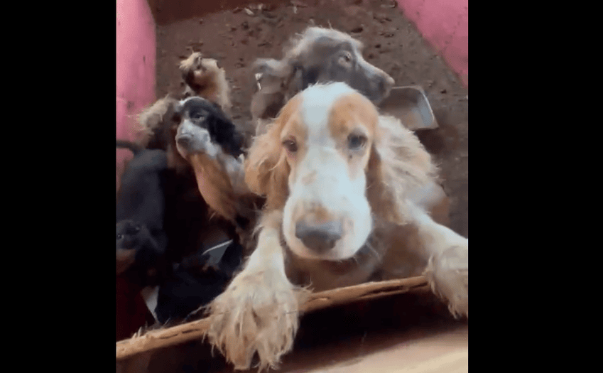 cães em cativeiro
