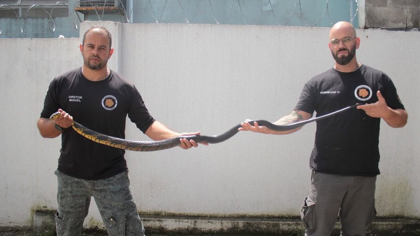 Serpente caninana