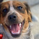cão Acerola