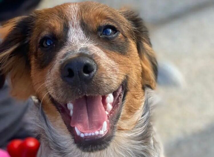 cão Acerola