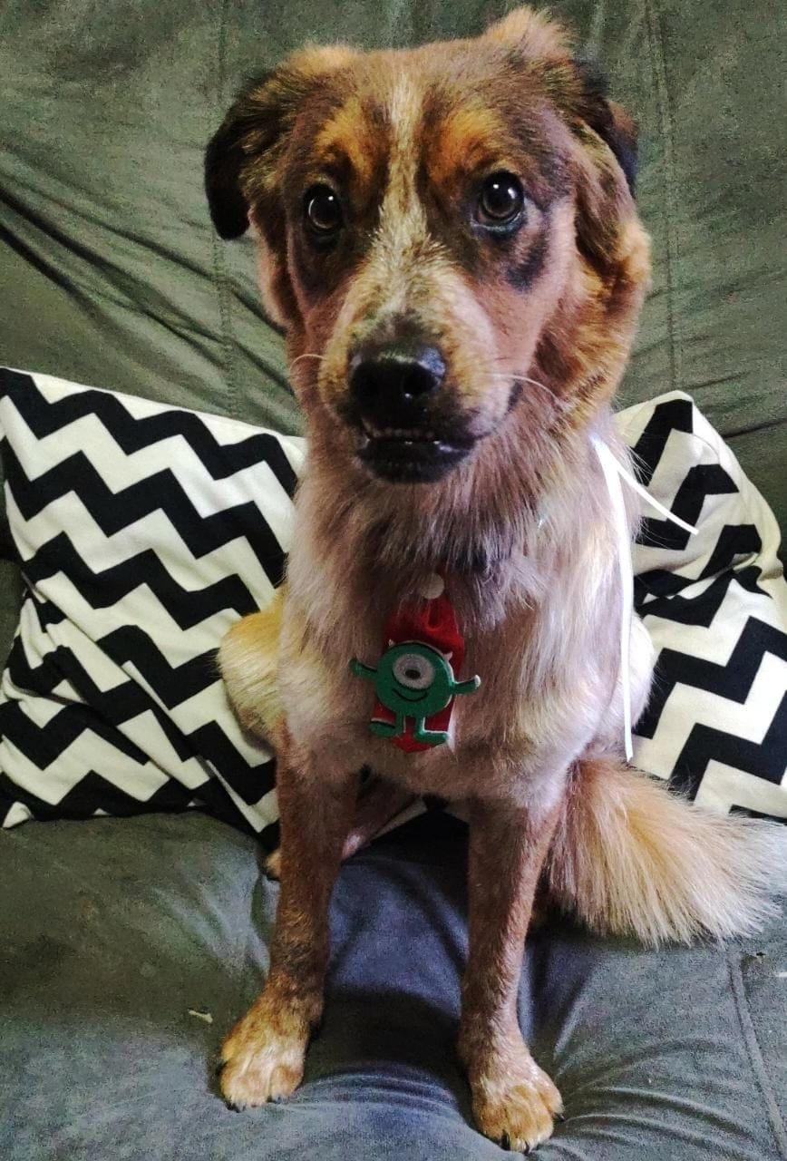 Cão que atende pelo nome de Acerola