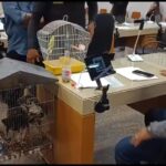 galo, galinha e passarinho