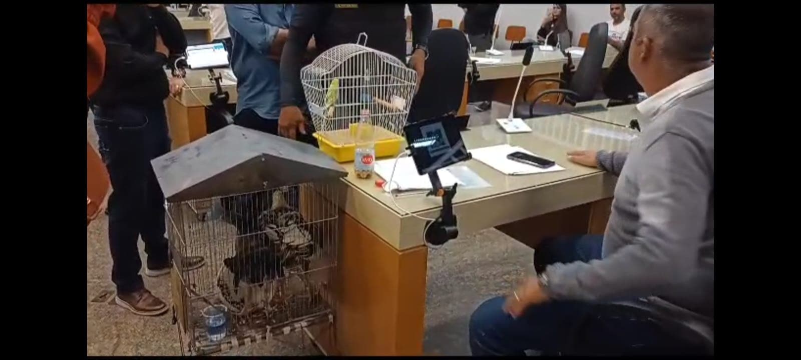 galo, galinha e passarinho