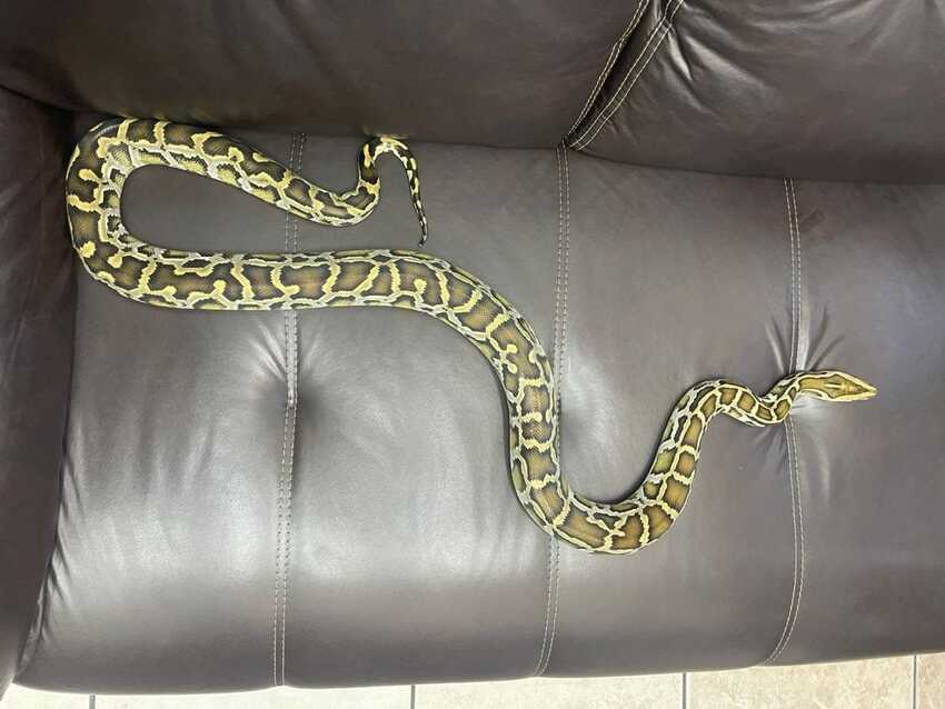 Cobra Piton