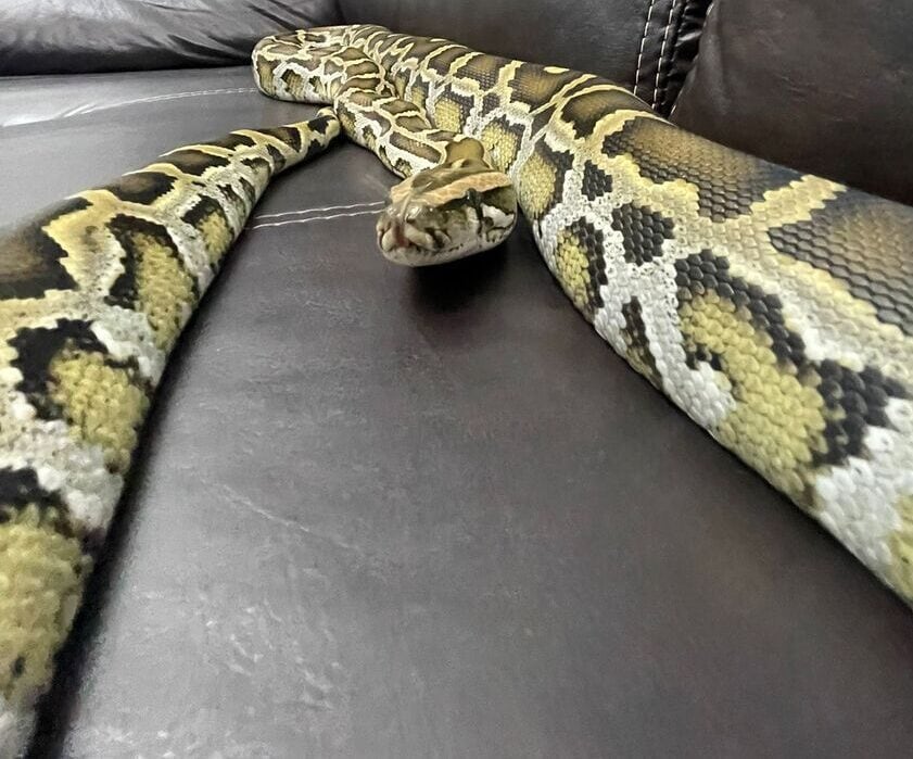 Cobra Piton