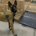 cão K9 Ragnar