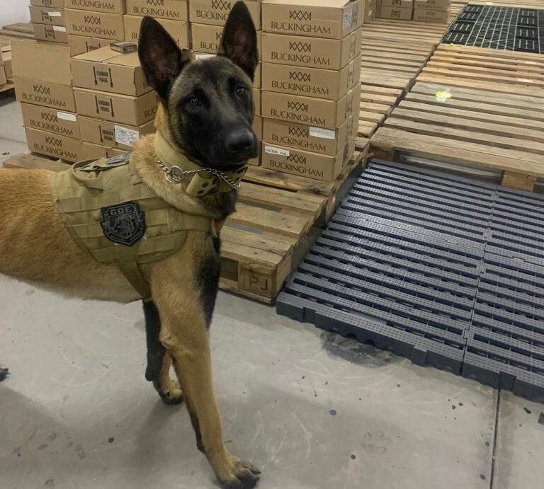 cão K9 Ragnar