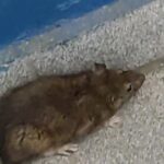 rato na sede da GCM